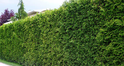 Thuje Thuja Brabant