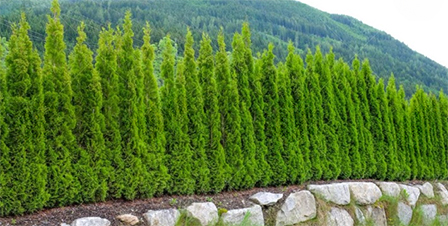 Thuje Thuja Smaragd