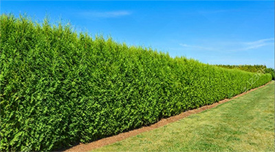 Thuje Thuja Brabant