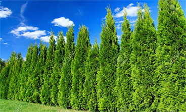 Thuje Thuja Smaragd